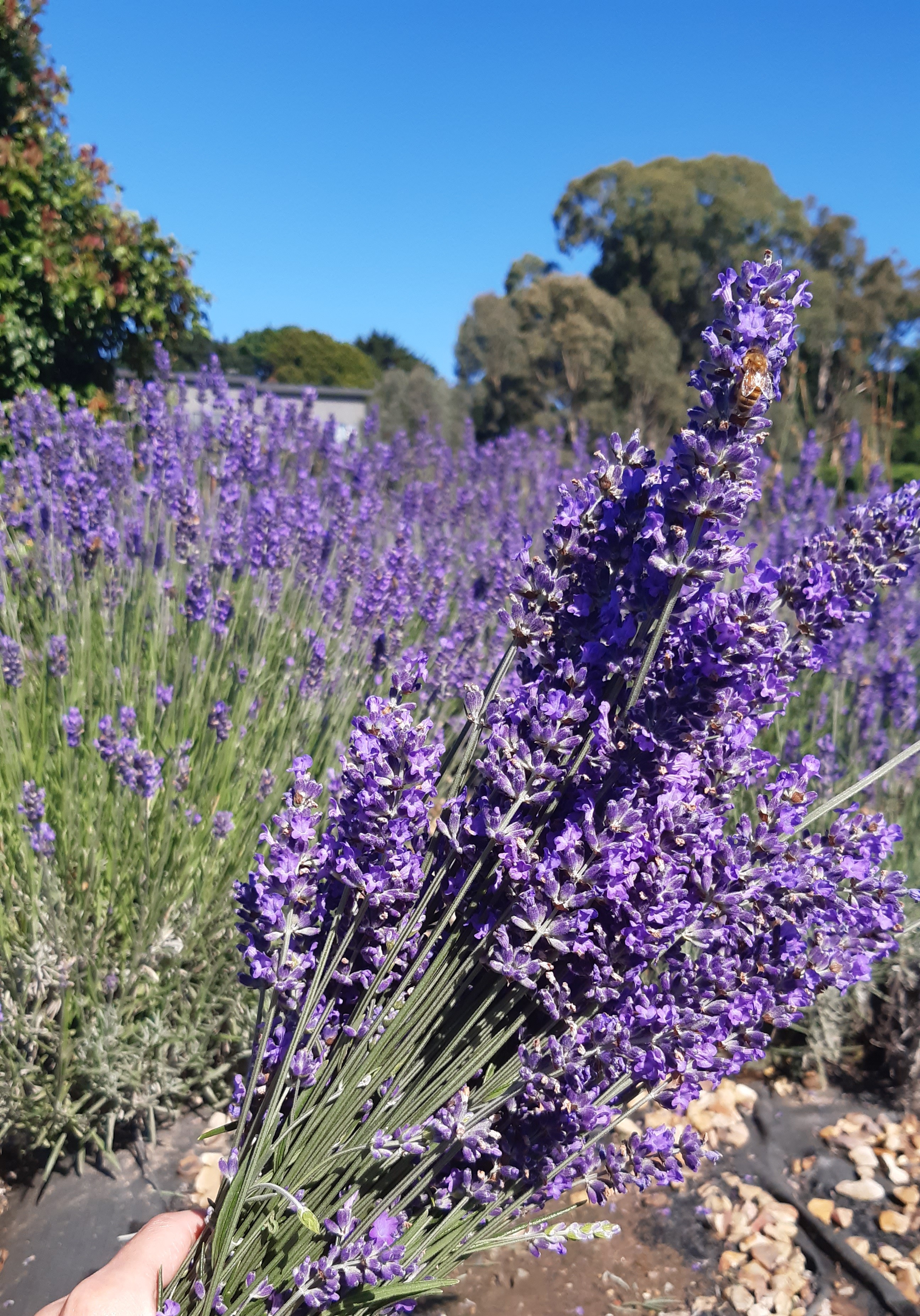 Lavender Farm