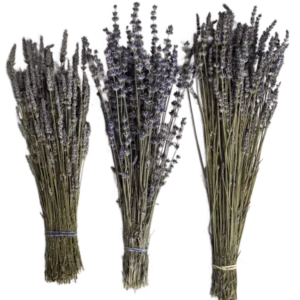 Dried lavender bunches - standard and special CSU varieties