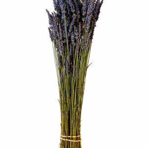 Dried Lavender